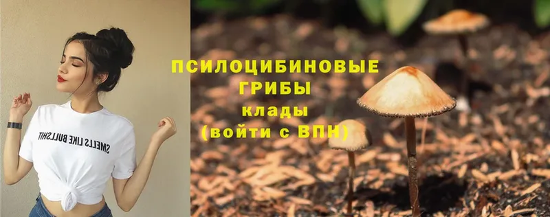 Псилоцибиновые грибы Psilocybe  даркнет официальный сайт  Белорецк  продажа наркотиков 